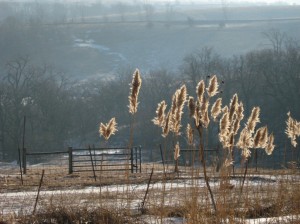 Reed-Plumes-Winter