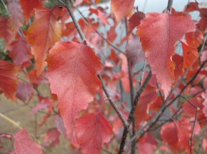 Royal-Frost-Birch-Fall