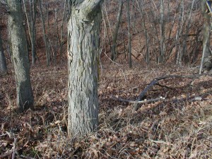 Shagbark Hickory