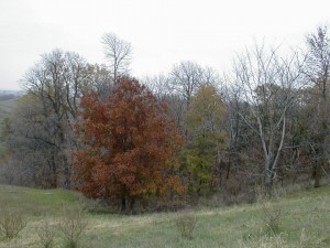 Shellbark Hickory