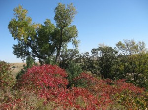 Smooth-Sumac-Red-Fall