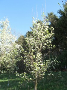 Starking-Delicious-Pear-Flowers
