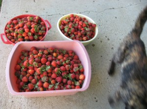 Strawberry-Harvest