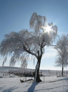 Sun-Frosty-Weeping-Willow
