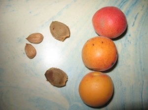 Sweetheart-Apricot