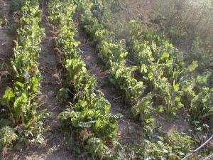 Swiss Chard