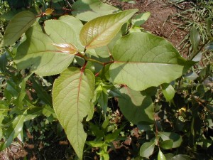 populus szechuanica