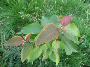 Szechwan-Poplar