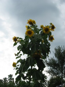 Tall-Sunflower