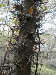 Honey Locust trunk
