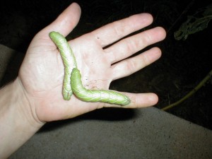 Tomato hornworm