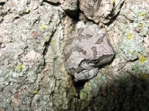 Tree-Frog-Tree-Hole
