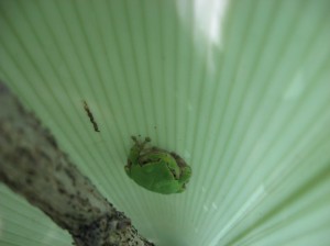 Tree-Frog-Tree-Shelter