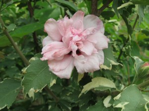 Variegated-Double-Flowered-Rose-Of-Sharon