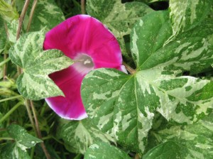 Variegated-Morning-Glory