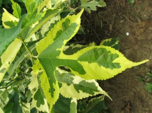 Variegated-Mulberry