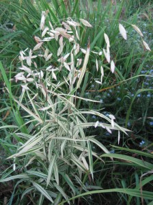 Variegated-Sea-Oats