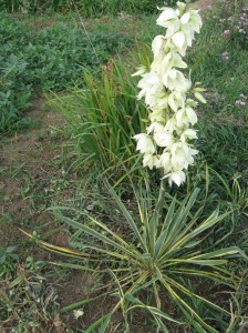 Variegated-Yucca