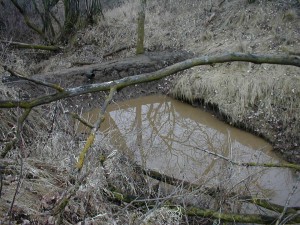 Vernal Pond