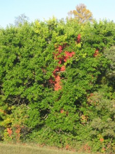 Virginia-Creeper-Fall-Color