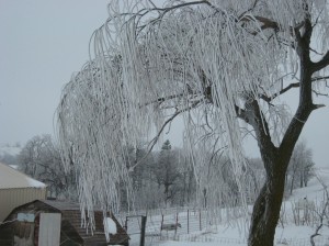 Weeping-Willow-Norway-Spruce