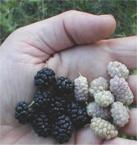 White-Mulberry-Different-Colors