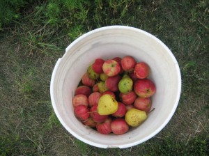 Whitney-Crabapple-Harvest