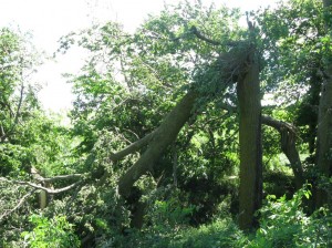 Wind-Broken-Basswood