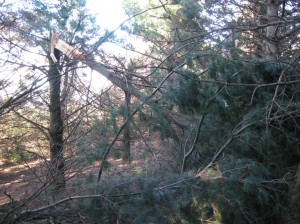 Wind-Killed-White-Pine