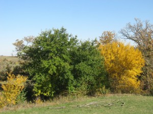 Yellow-Fall-Color-Mulberry