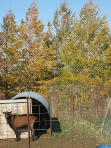 Yellow-Larch-Goats