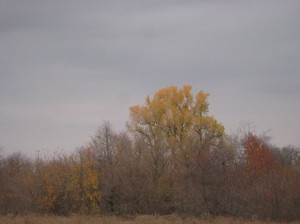 Yellow-Poplar-Cottonwood