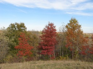 Young-Red-Oaks