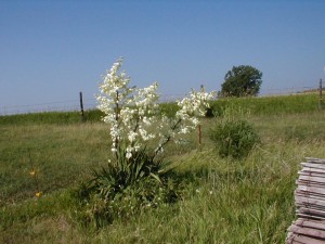 Yucca Glauca