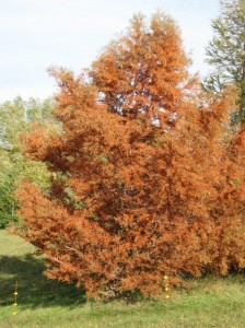 bald-cypress-fall-2012