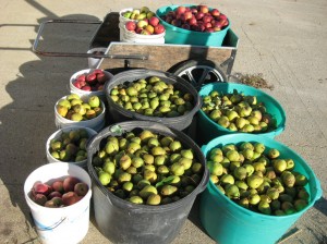 2008-Fruit-Harvest