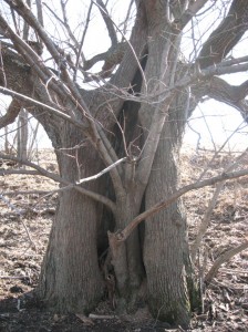 American-Basswood-Hollow-Trunk