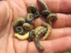 Army-Worms