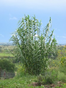 Arundo-Donax-Quick-Growing-Grass