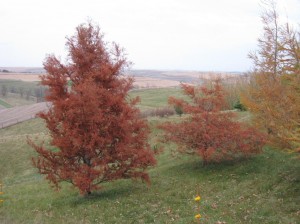Bald-Cypress-Trees-Fall-Color