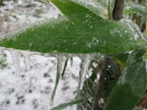 Bamboo-Ice-Leaf