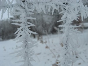 Barbed-Frost-Wire