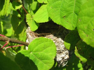 Bird-Nest-Katsura-Tree
