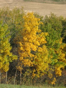 Bitternut-Hickory-Carya-Fall-Yellow-Color