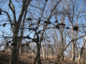 Bitternut-Hickory-Galls