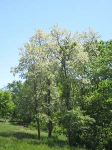 Black-Locust-May-Flowers