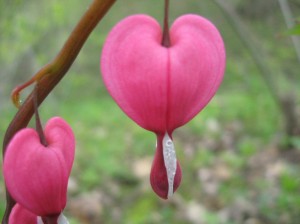 Bleeding-Heart