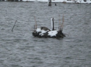 Canadian-Goose-Nest-Snow