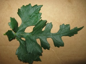 Dissected-Mulberry-Leaf