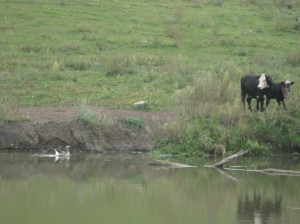 Domestic-Goose-On-Pond